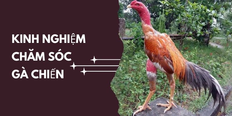 Kinh nghiệm chăm sóc, bảo vệ cựa thường xuyên 